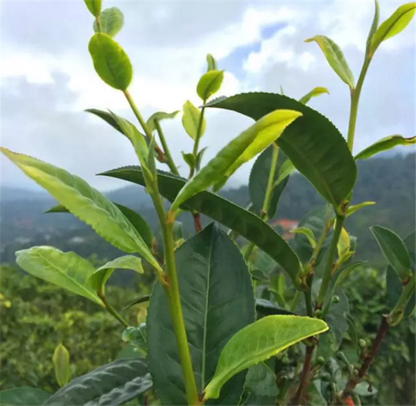点击打开原图 乌龙茶的品种包括哪些?(图1)